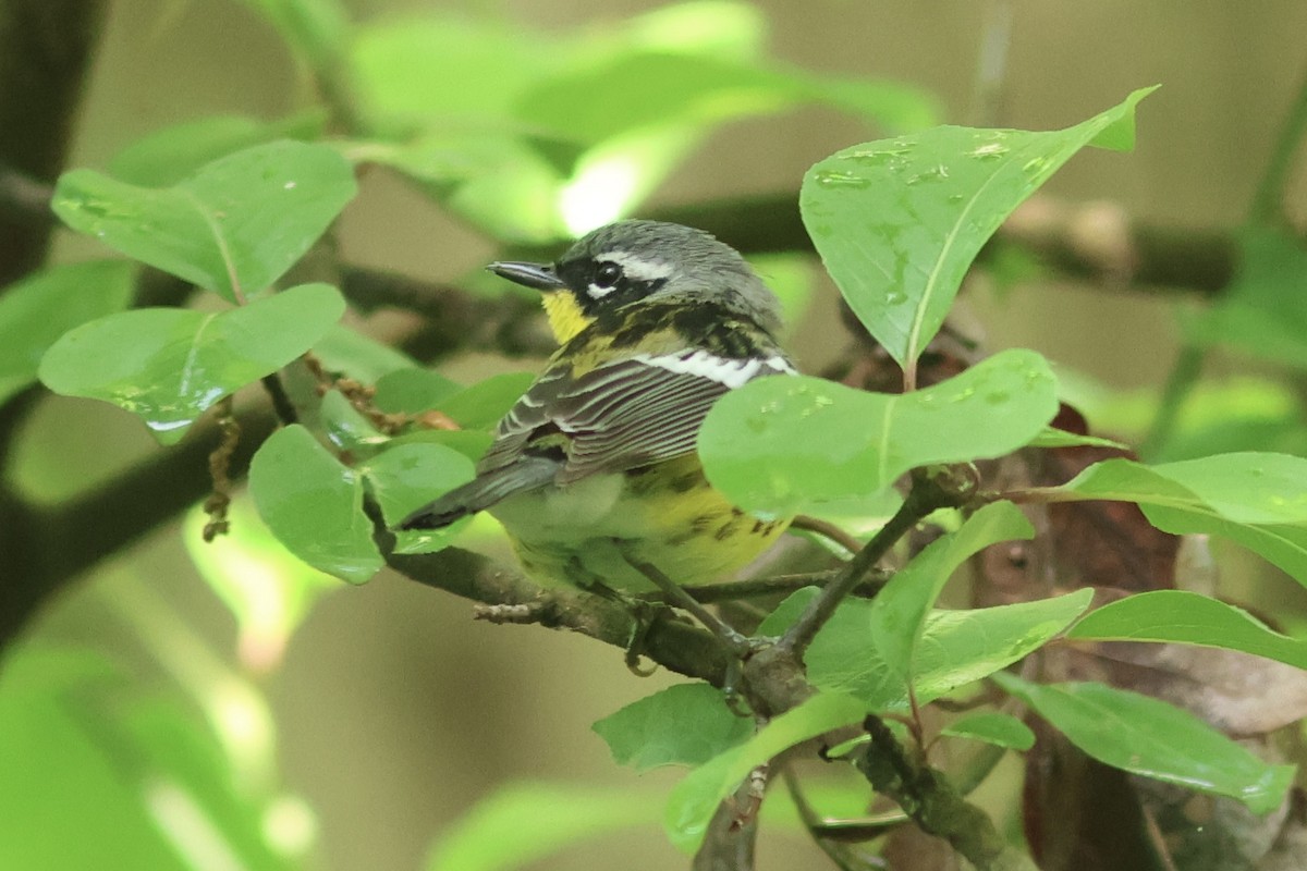 Magnolia Warbler - ML618835414