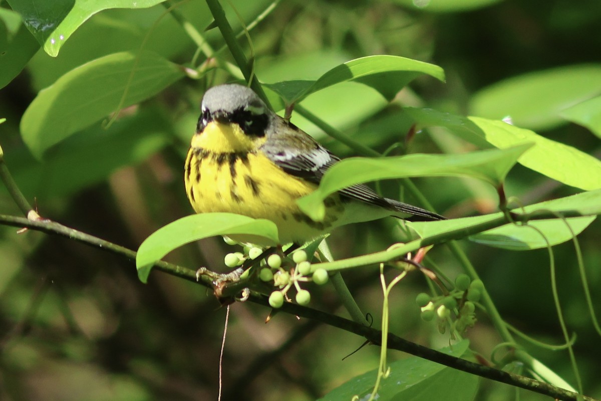 Magnolia Warbler - ML618835416