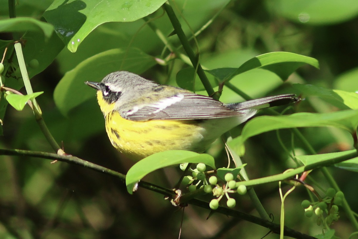 Magnolia Warbler - ML618835417