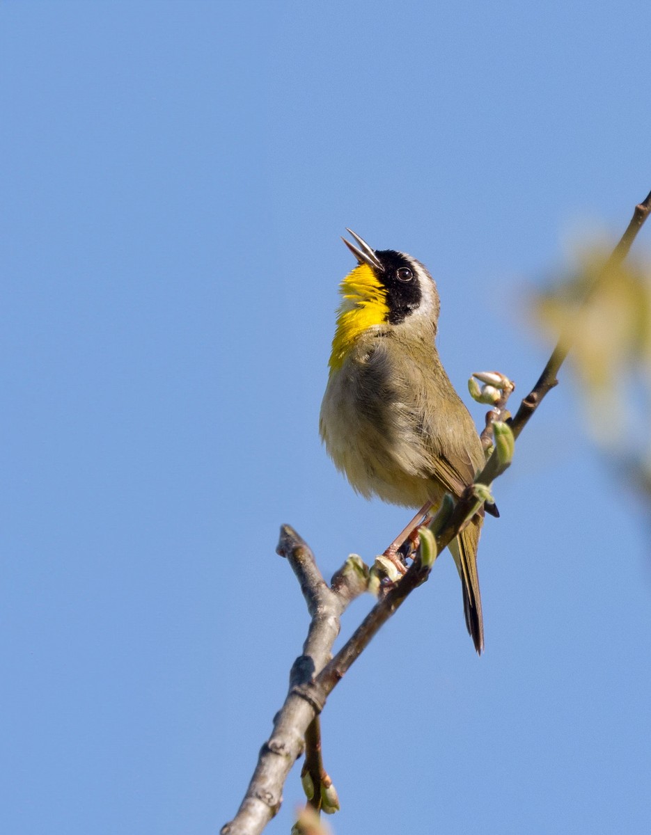 Common Yellowthroat - Suzanne Labbé