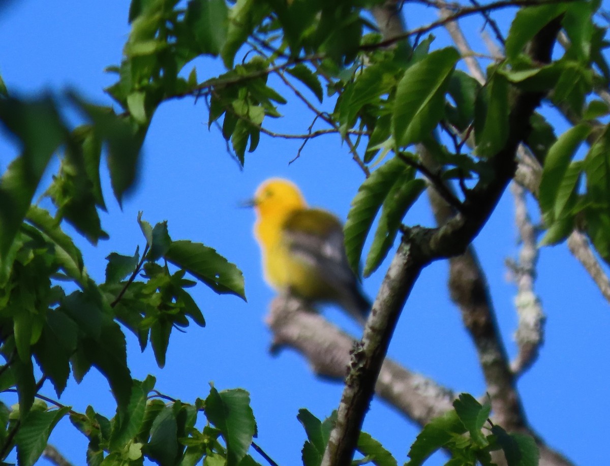 Prothonotary Warbler - ML618835422