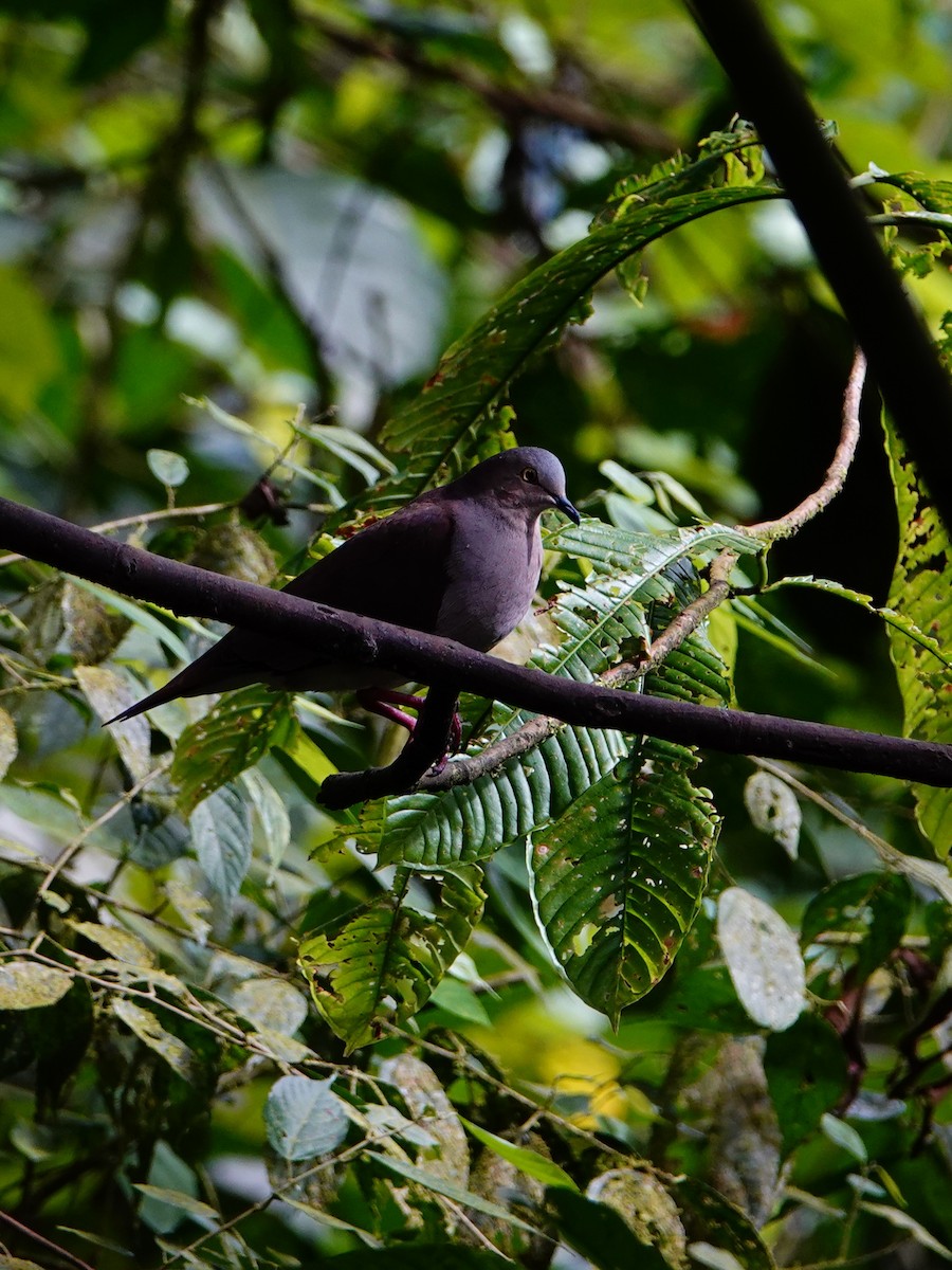 Plumbeous Pigeon - ML618835423