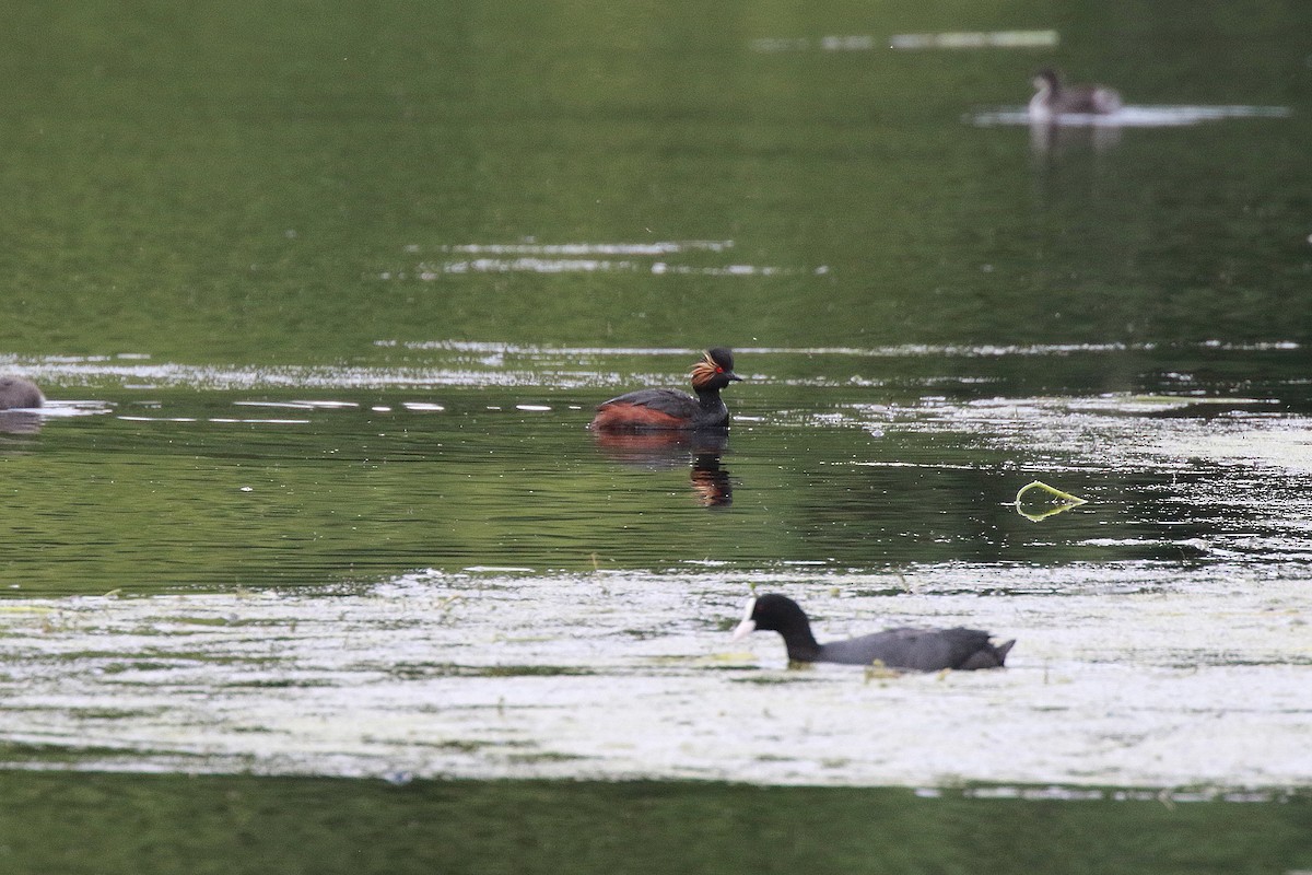 Eared Grebe - Neil Osborne