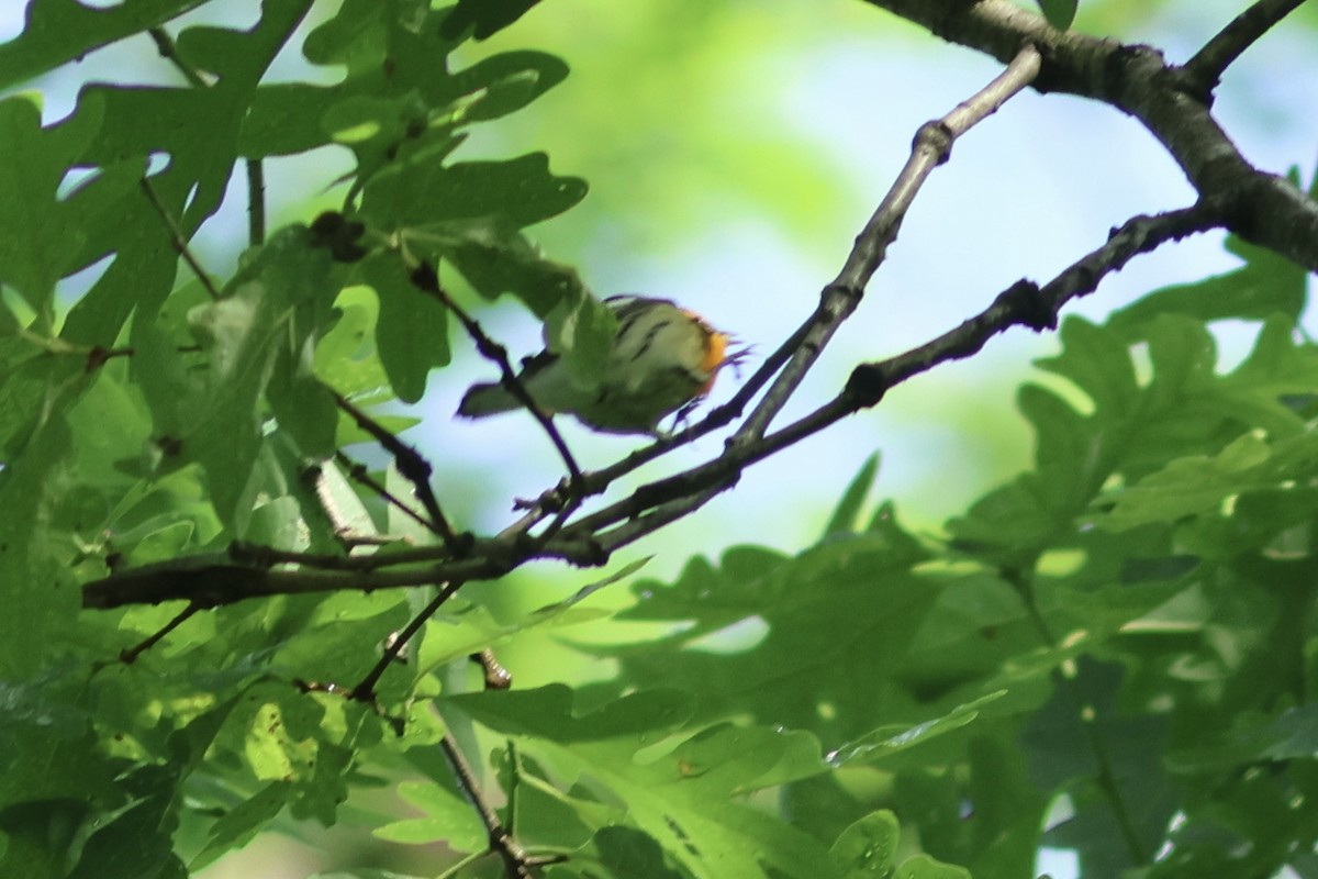 Blackburnian Warbler - ML618835431