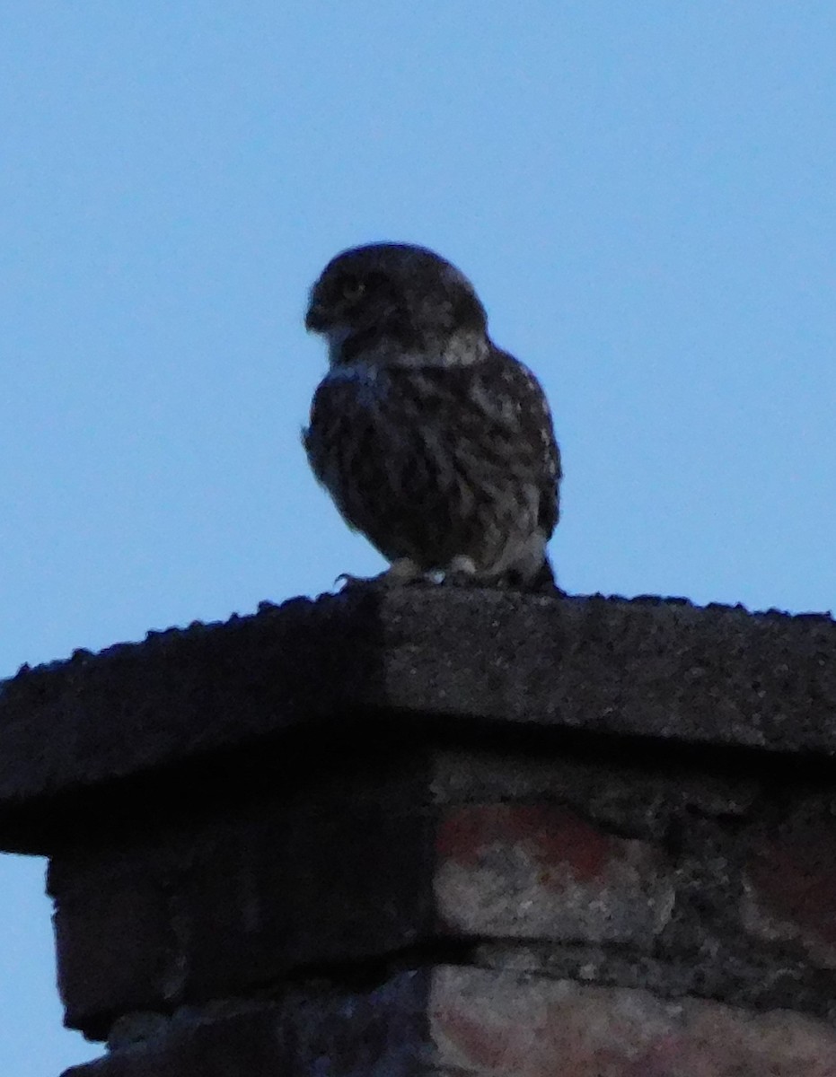 Little Owl - Ivica Grujic