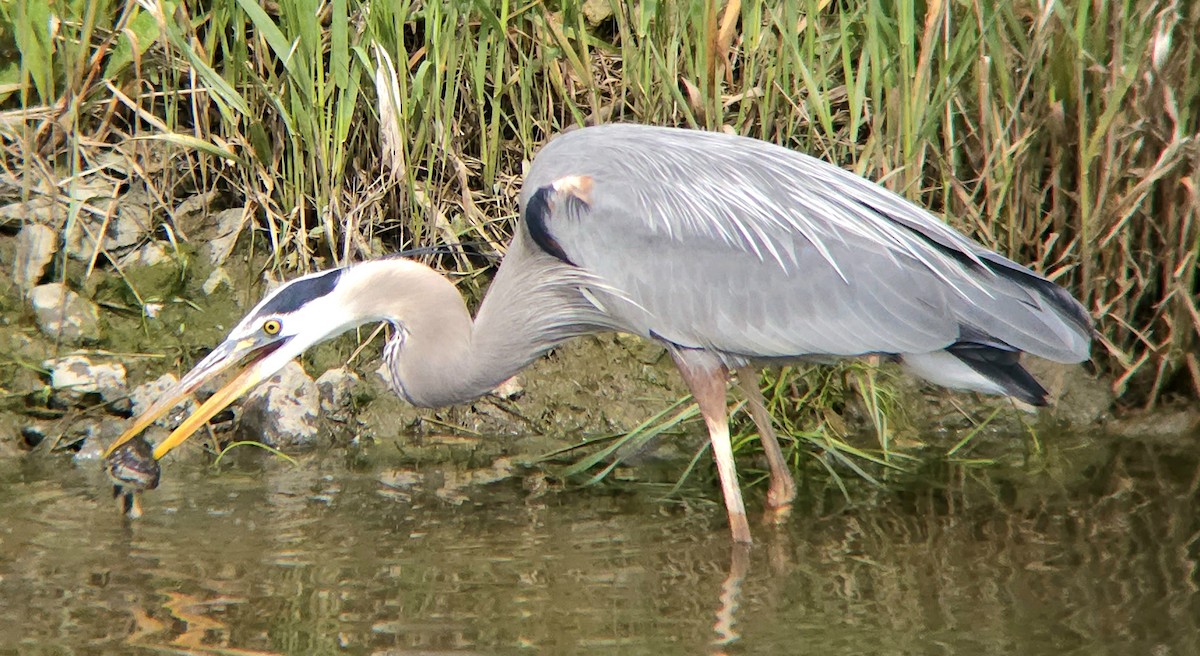 Great Blue Heron - David Lagan