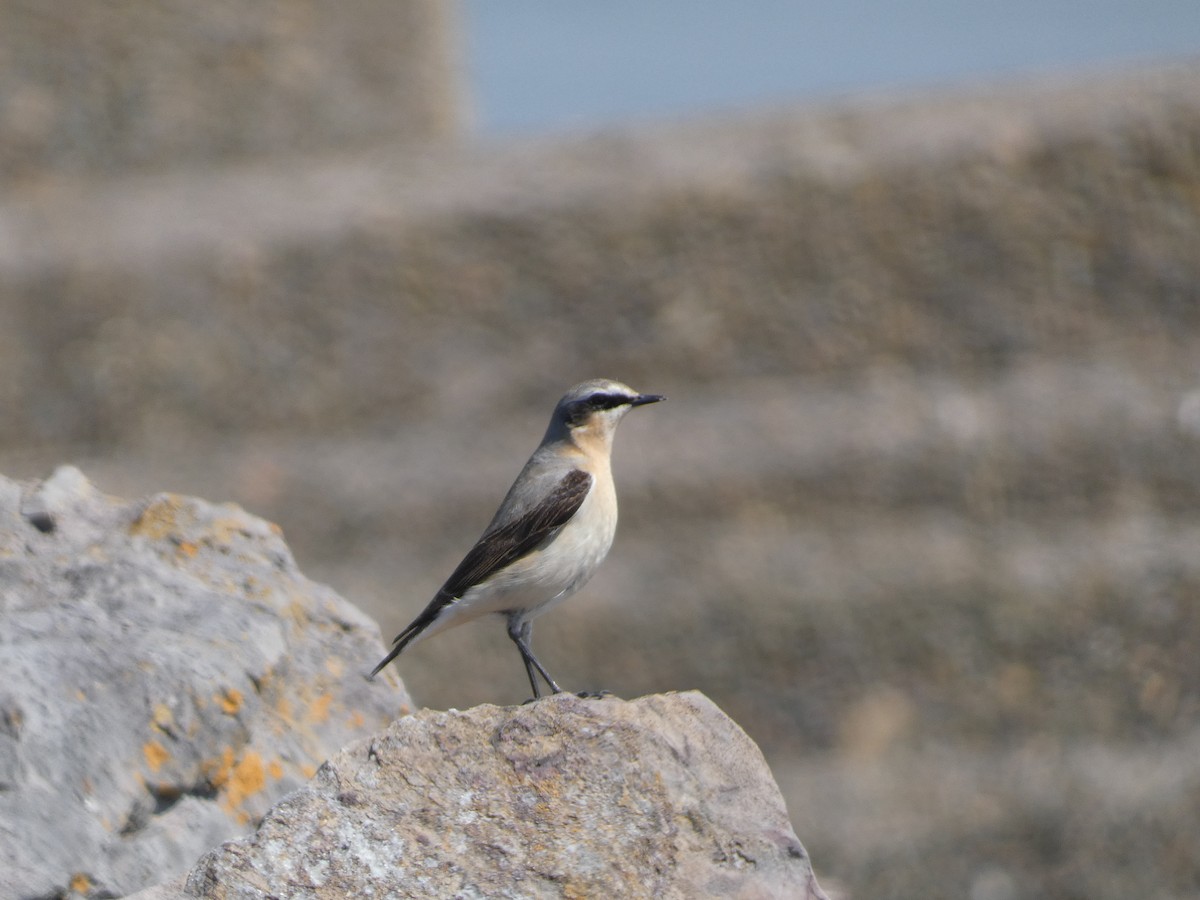 Northern Wheatear - Mike Tuer