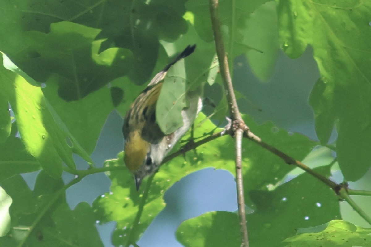 Chestnut-sided Warbler - Vikas Madhav Nagarajan