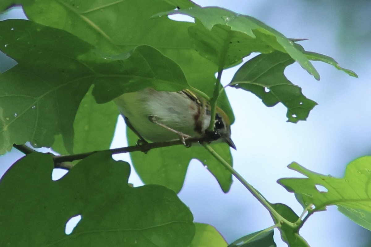 Chestnut-sided Warbler - Vikas Madhav Nagarajan