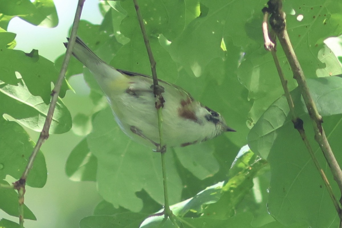 Chestnut-sided Warbler - Vikas Madhav Nagarajan