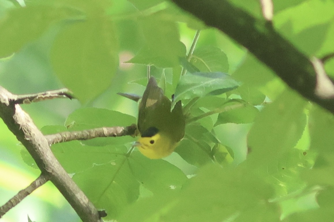 Wilson's Warbler - Vikas Madhav Nagarajan