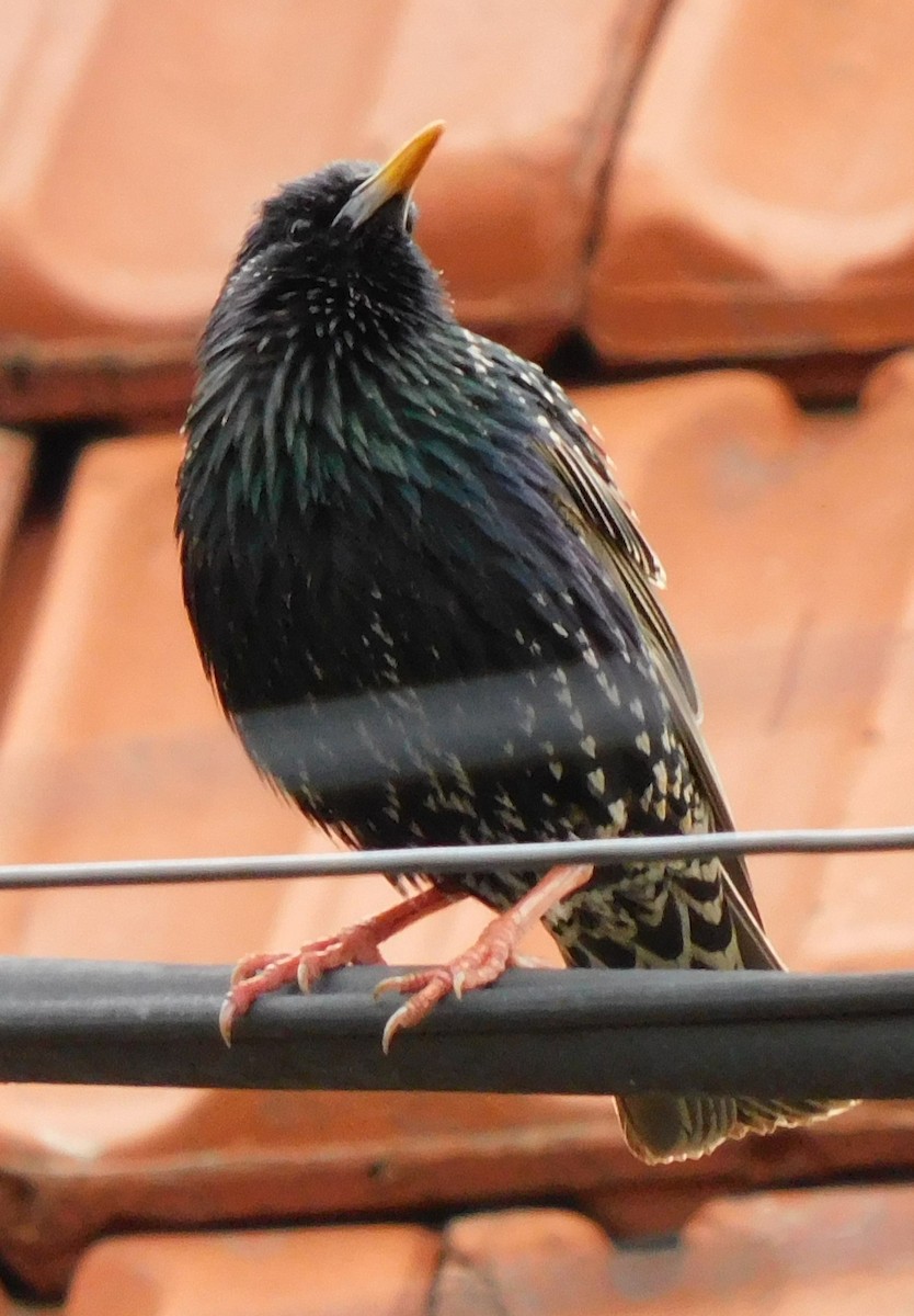 European Starling - ML618835458