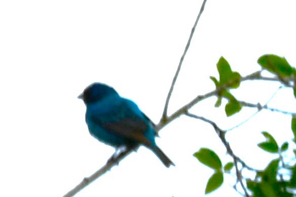 Indigo Bunting - Michael Kendrick