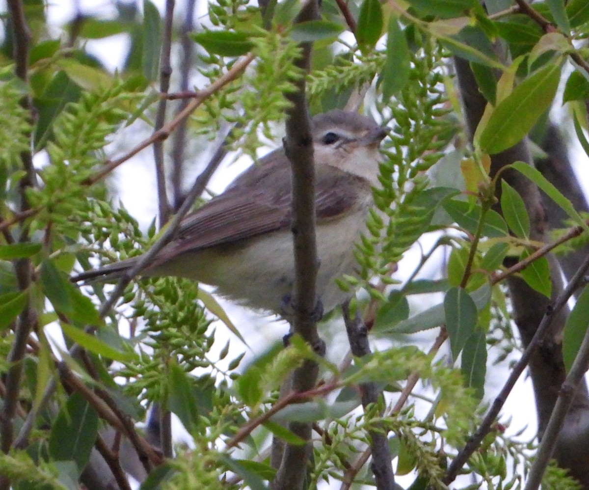 Warbling Vireo - Shirley Andrews