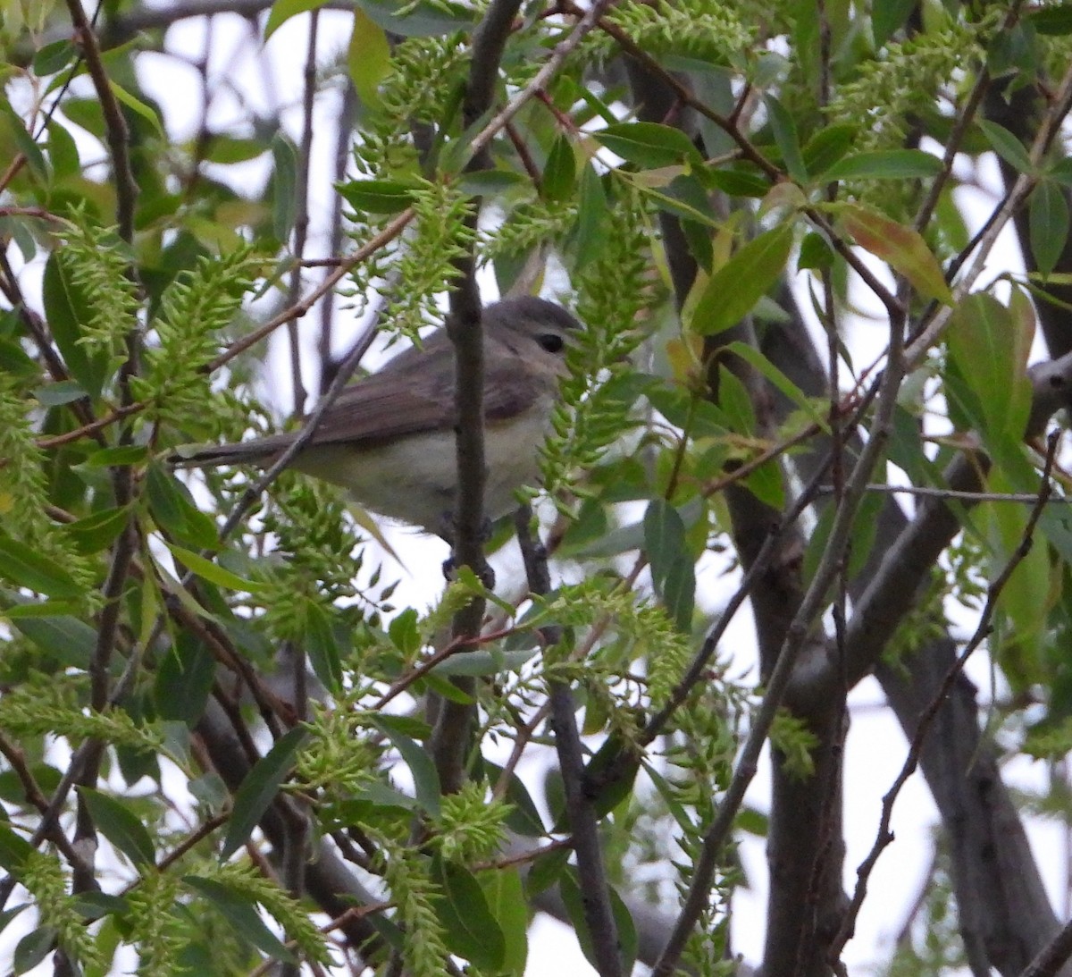 Warbling Vireo - Shirley Andrews