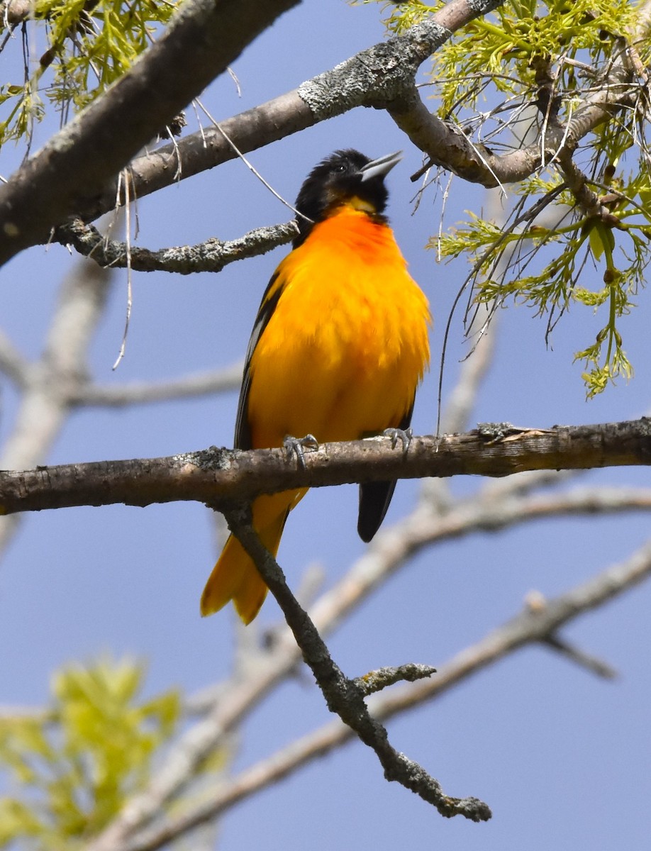 Baltimore Oriole - John Pratt