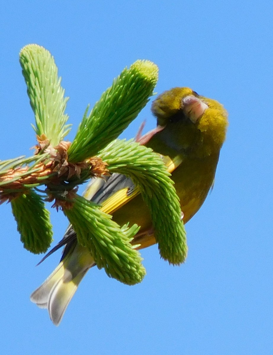 European Greenfinch - ML618835486