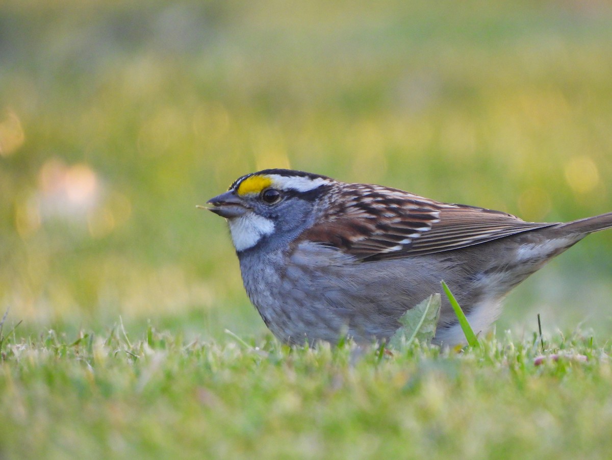 White-throated Sparrow - Markus Legzdins