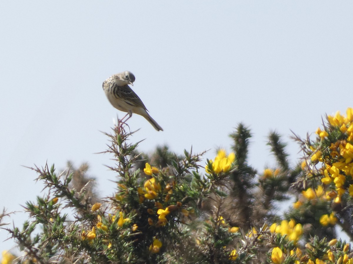 Meadow Pipit - Mike Tuer