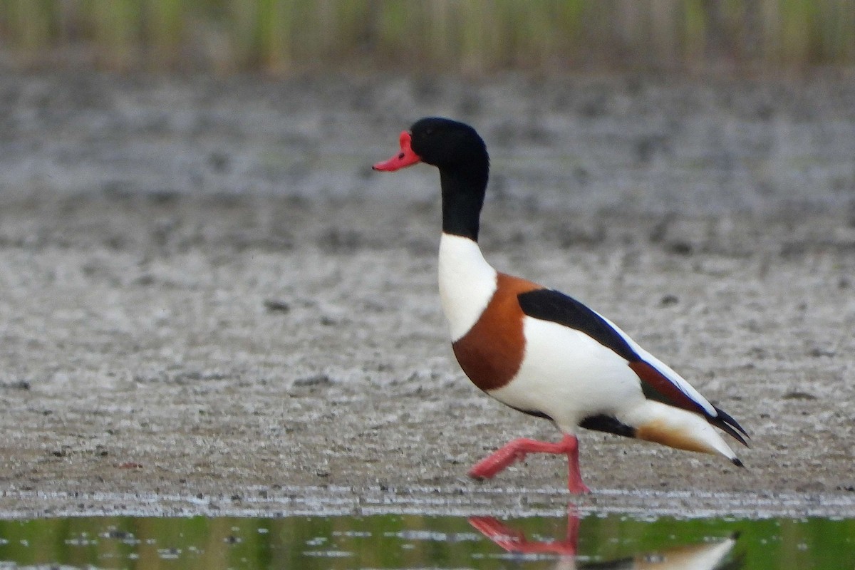 Common Shelduck - ML618835542