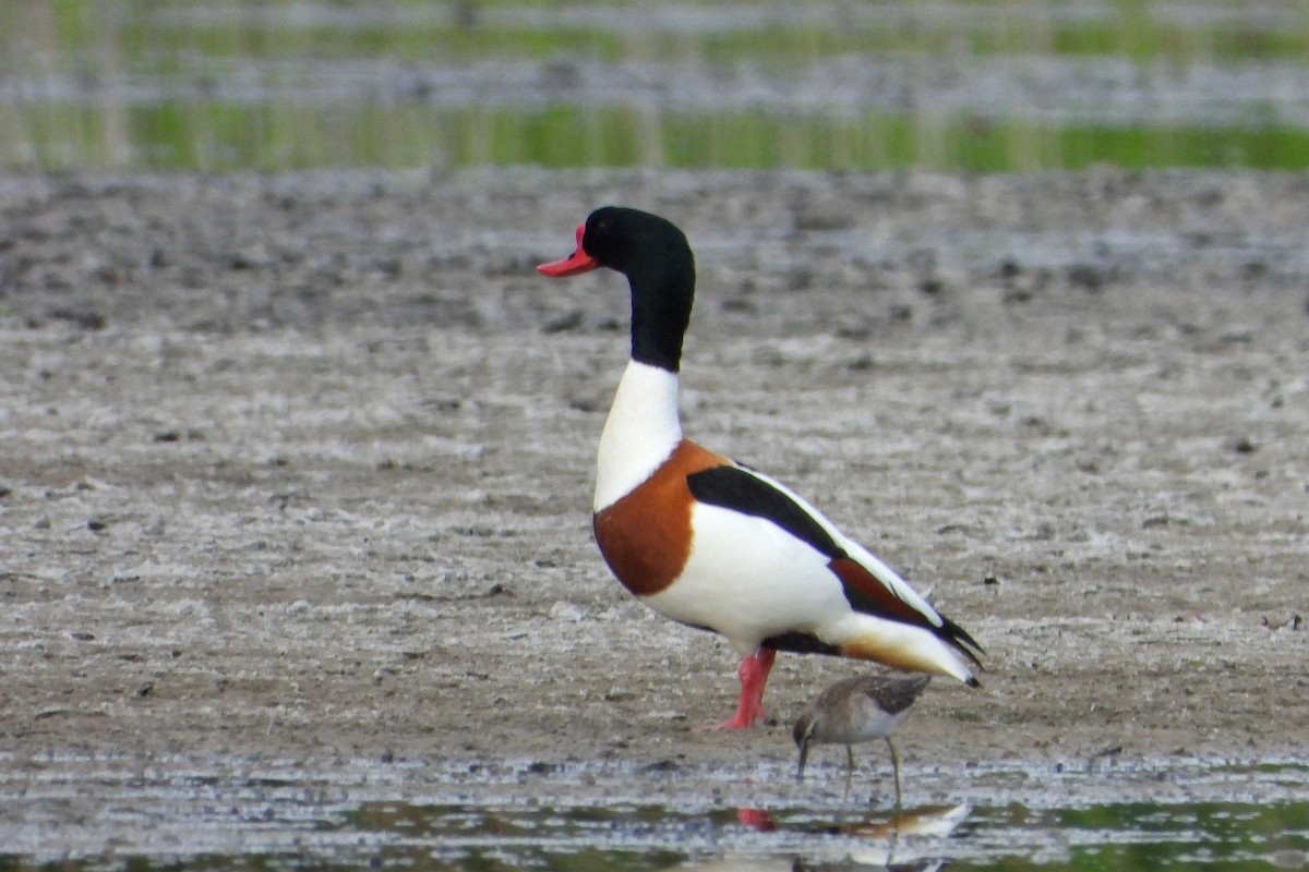 Common Shelduck - ML618835543