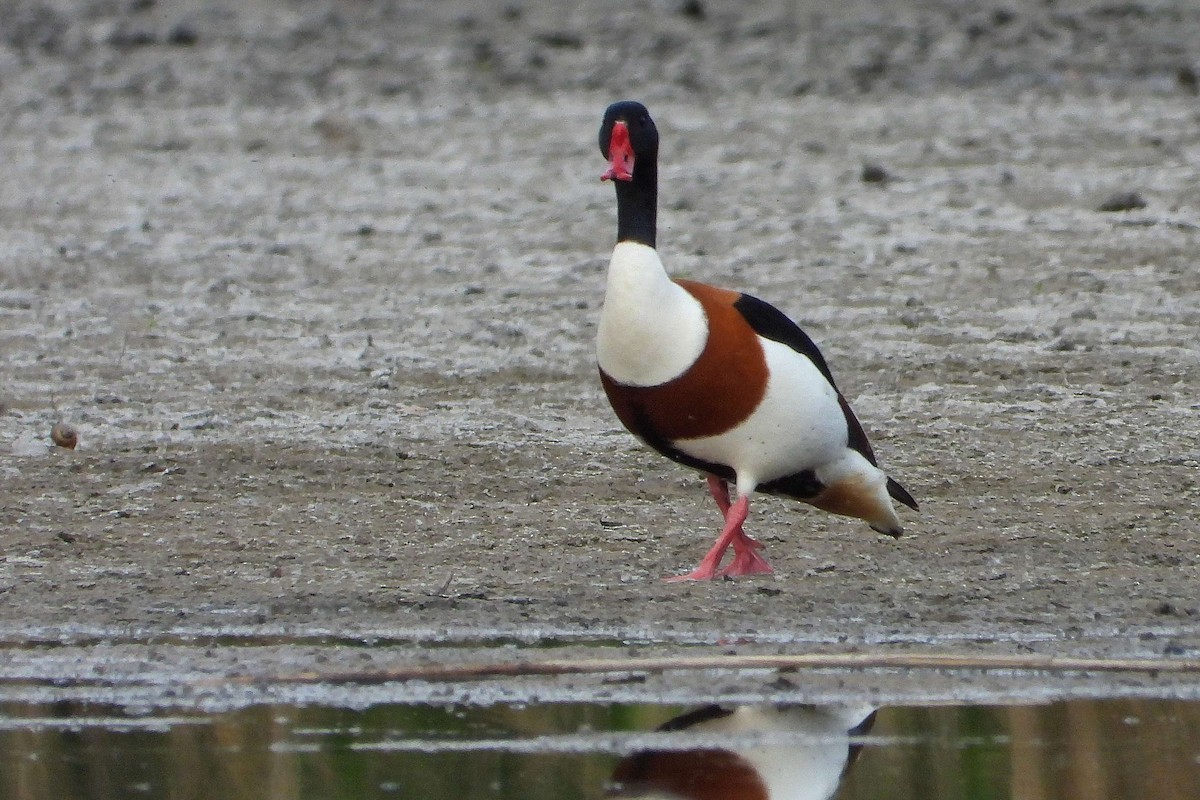 Common Shelduck - ML618835545