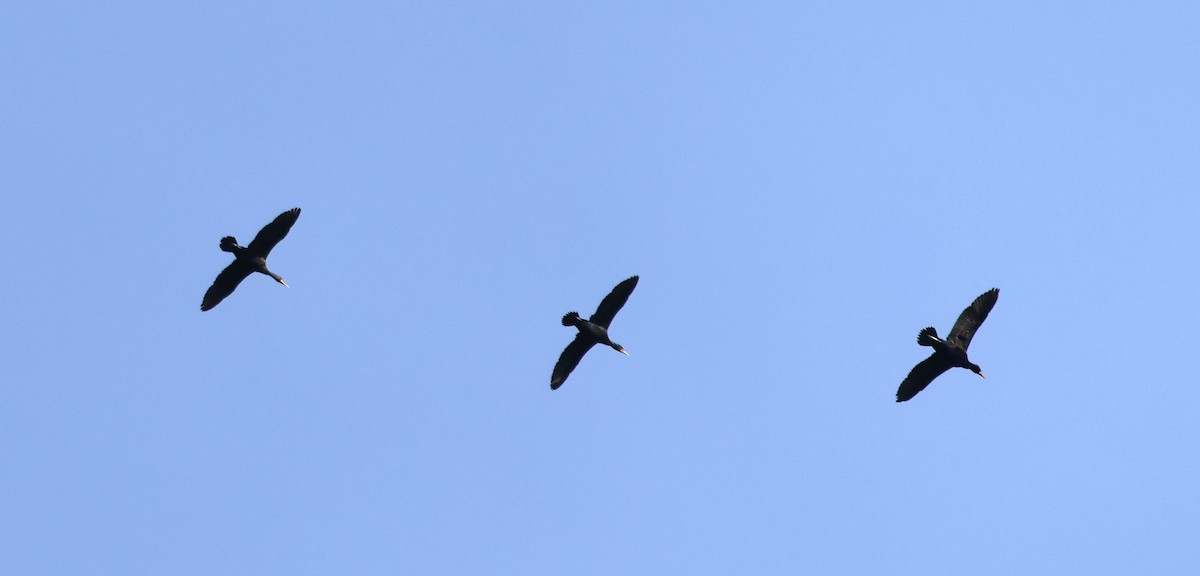 Double-crested Cormorant - Jen Pekkinen