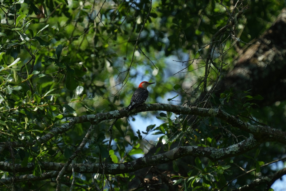 Red-bellied Woodpecker - ML618835556