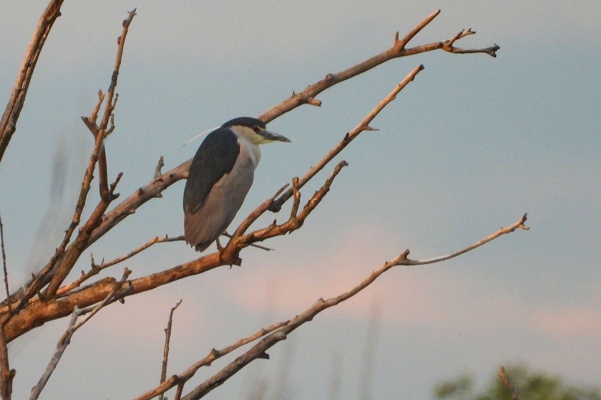 Black-crowned Night Heron - ML618835565