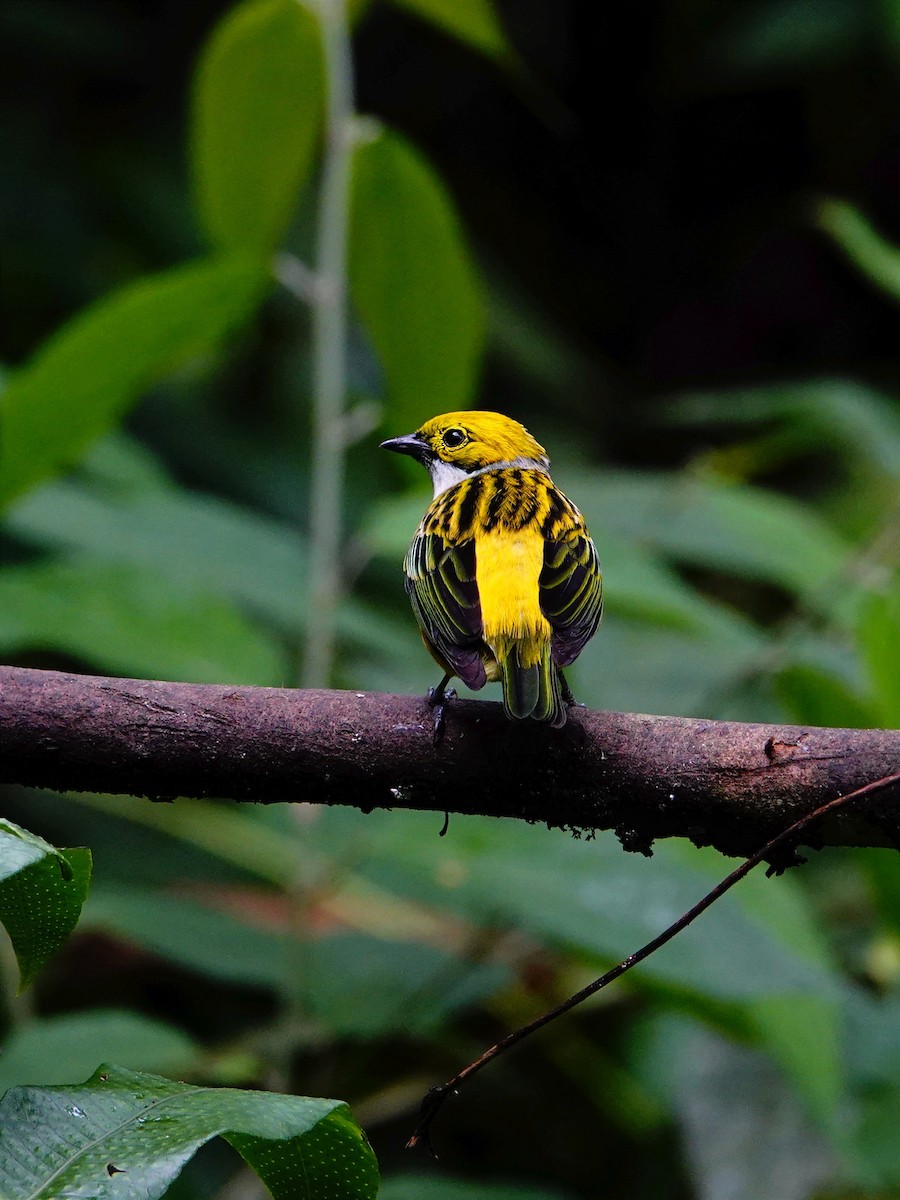 Silver-throated Tanager - Jonathan Oña