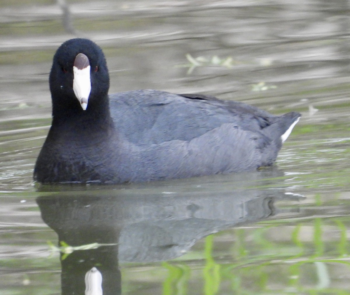American Coot - Cathie Canepa