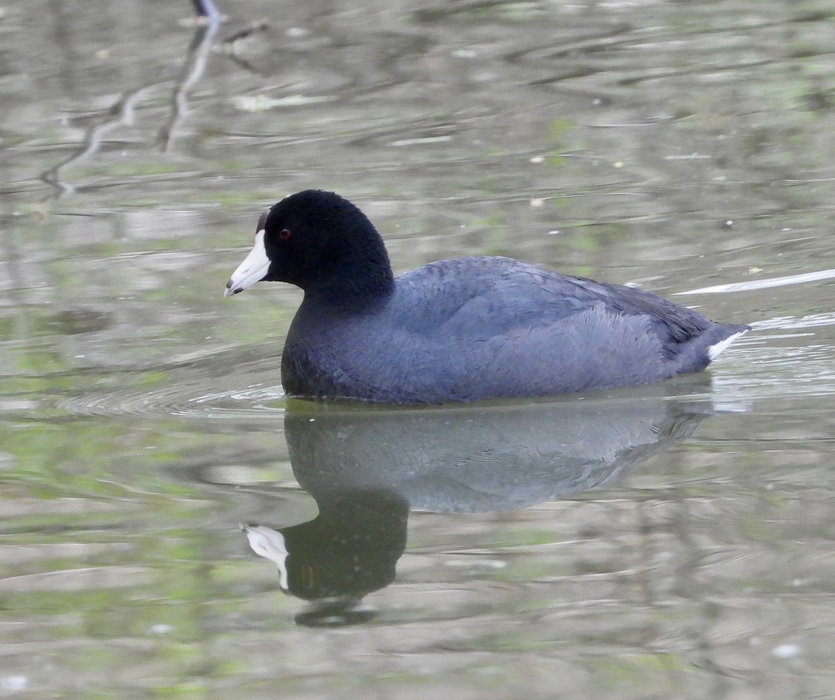 American Coot - Cathie Canepa
