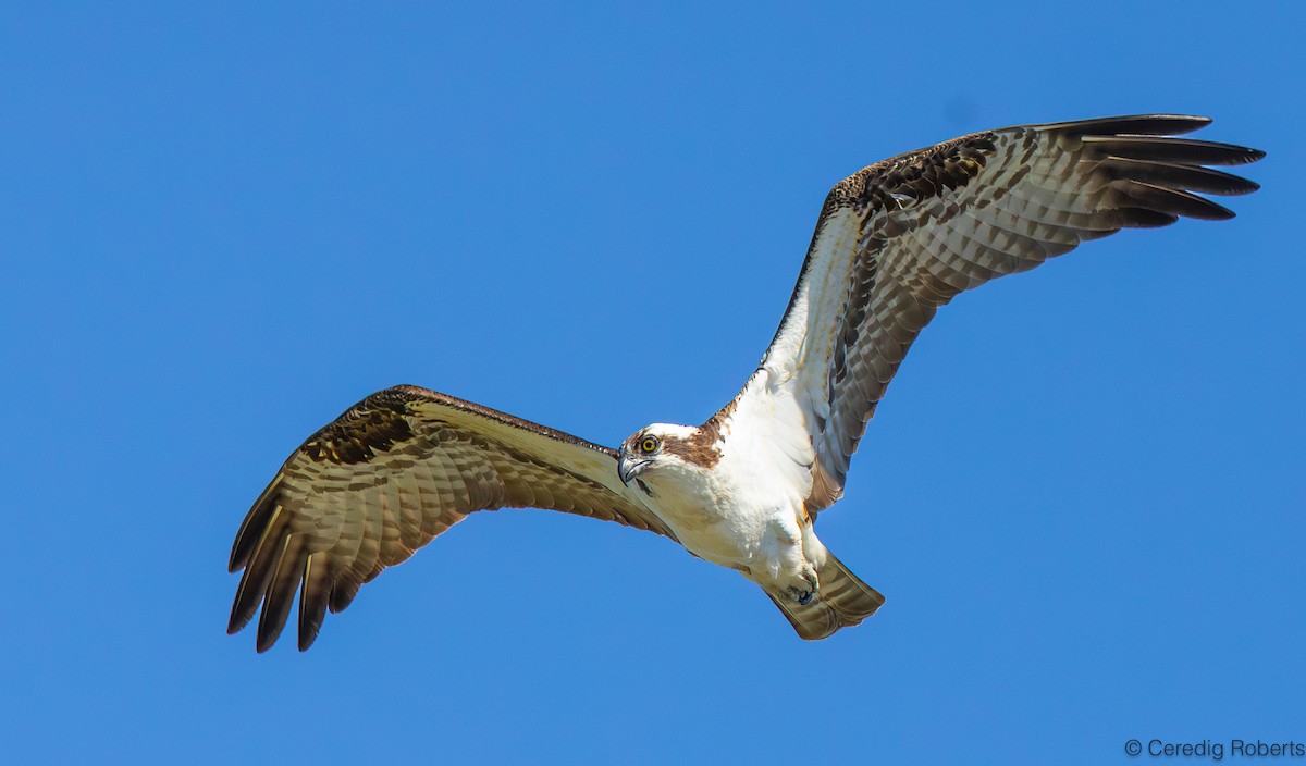 Osprey - Ceredig  Roberts