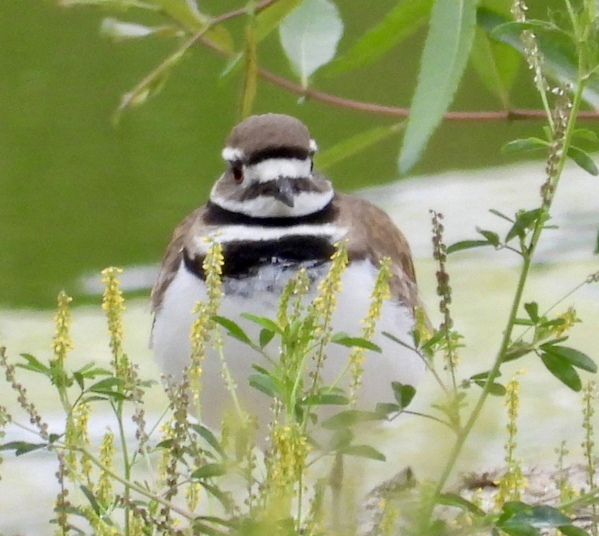 Killdeer - Cathie Canepa