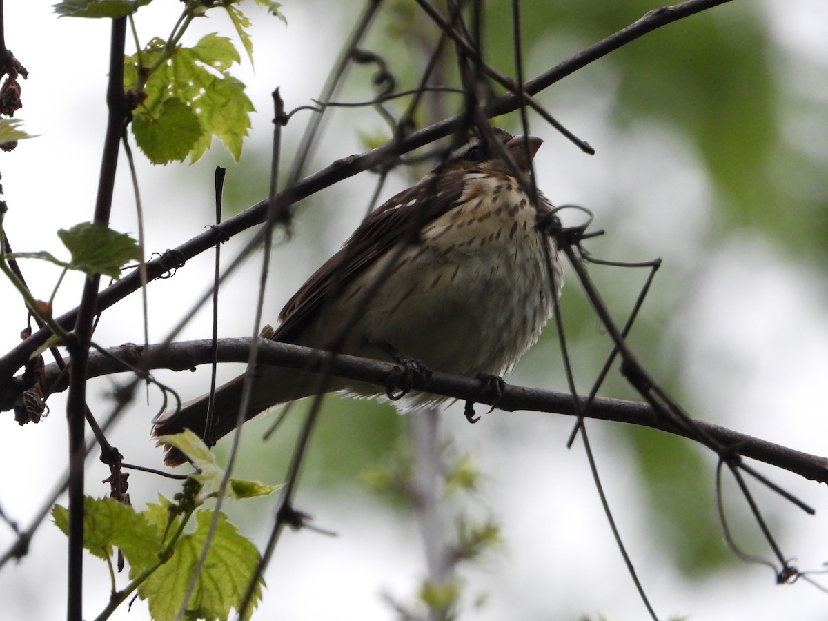 Rose-breasted Grosbeak - Shirley Andrews