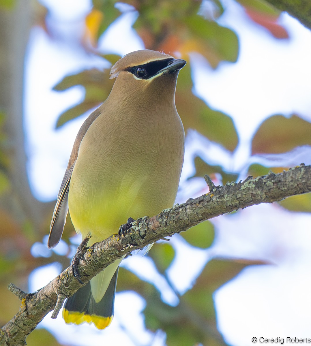 Cedar Waxwing - Ceredig  Roberts