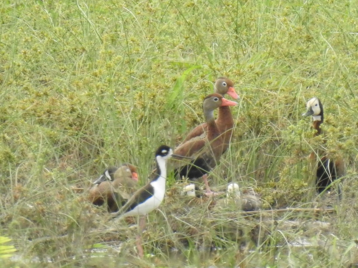 Black-bellied Whistling-Duck - Jorge Rengifo Luque