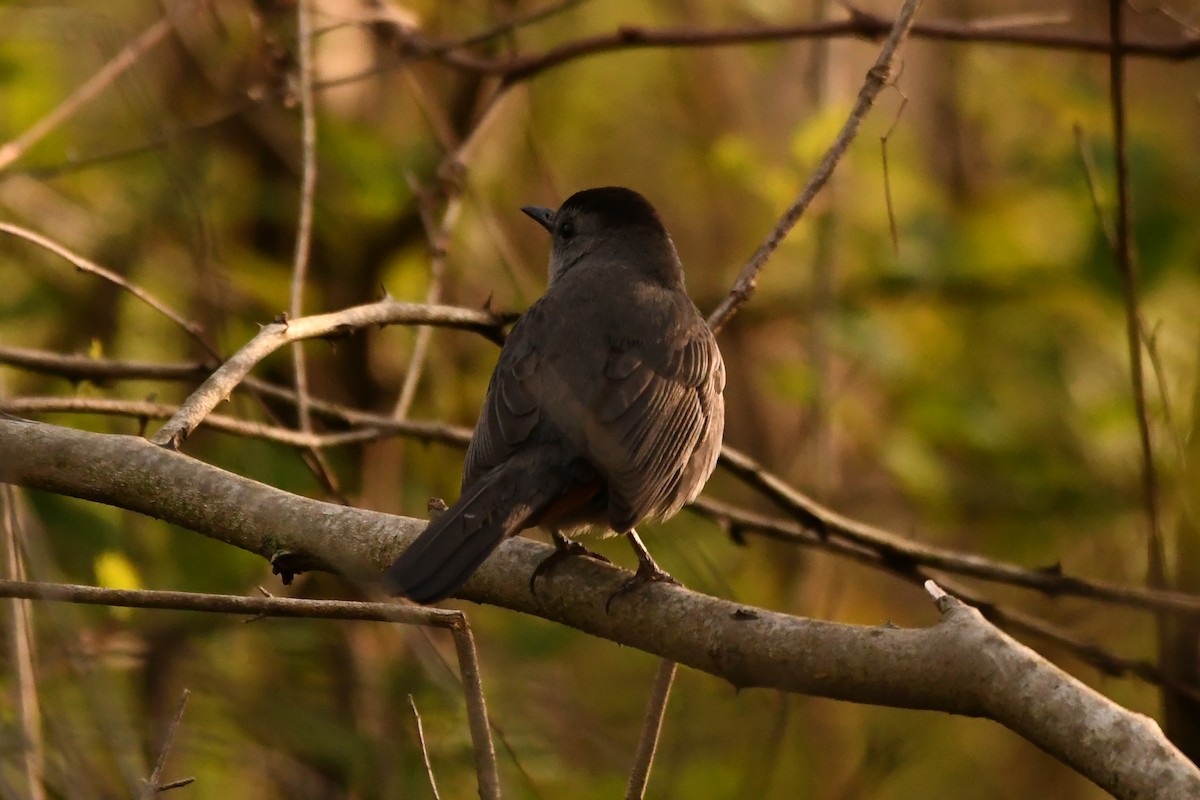 Gray Catbird - Penguin Iceberg