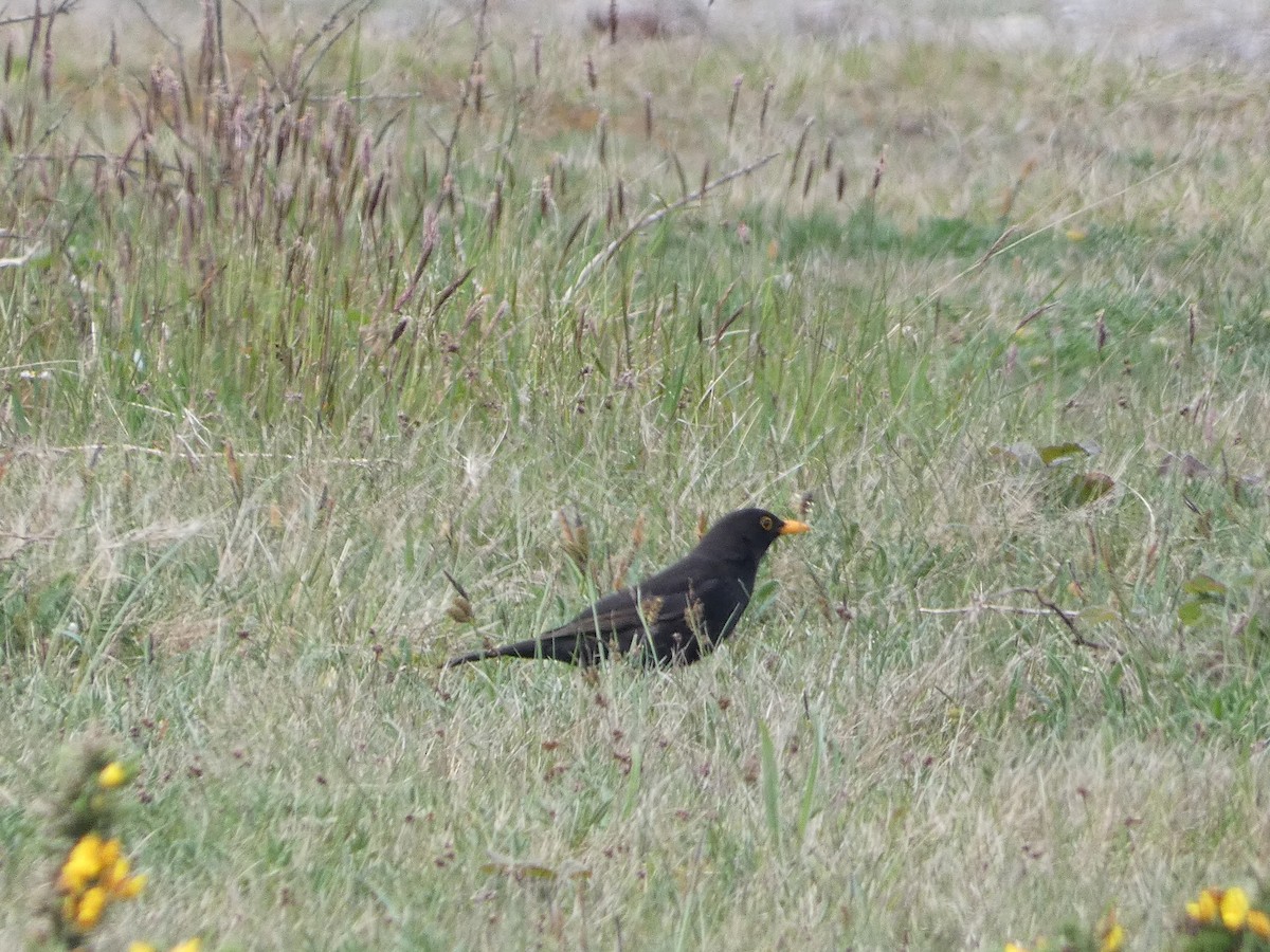 Eurasian Blackbird - Mike Tuer