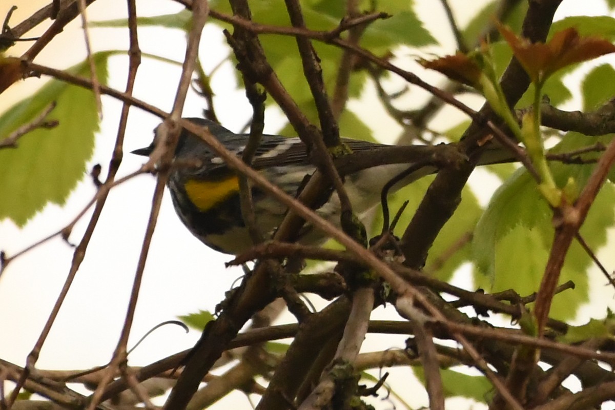 Yellow-rumped Warbler - Penguin Iceberg