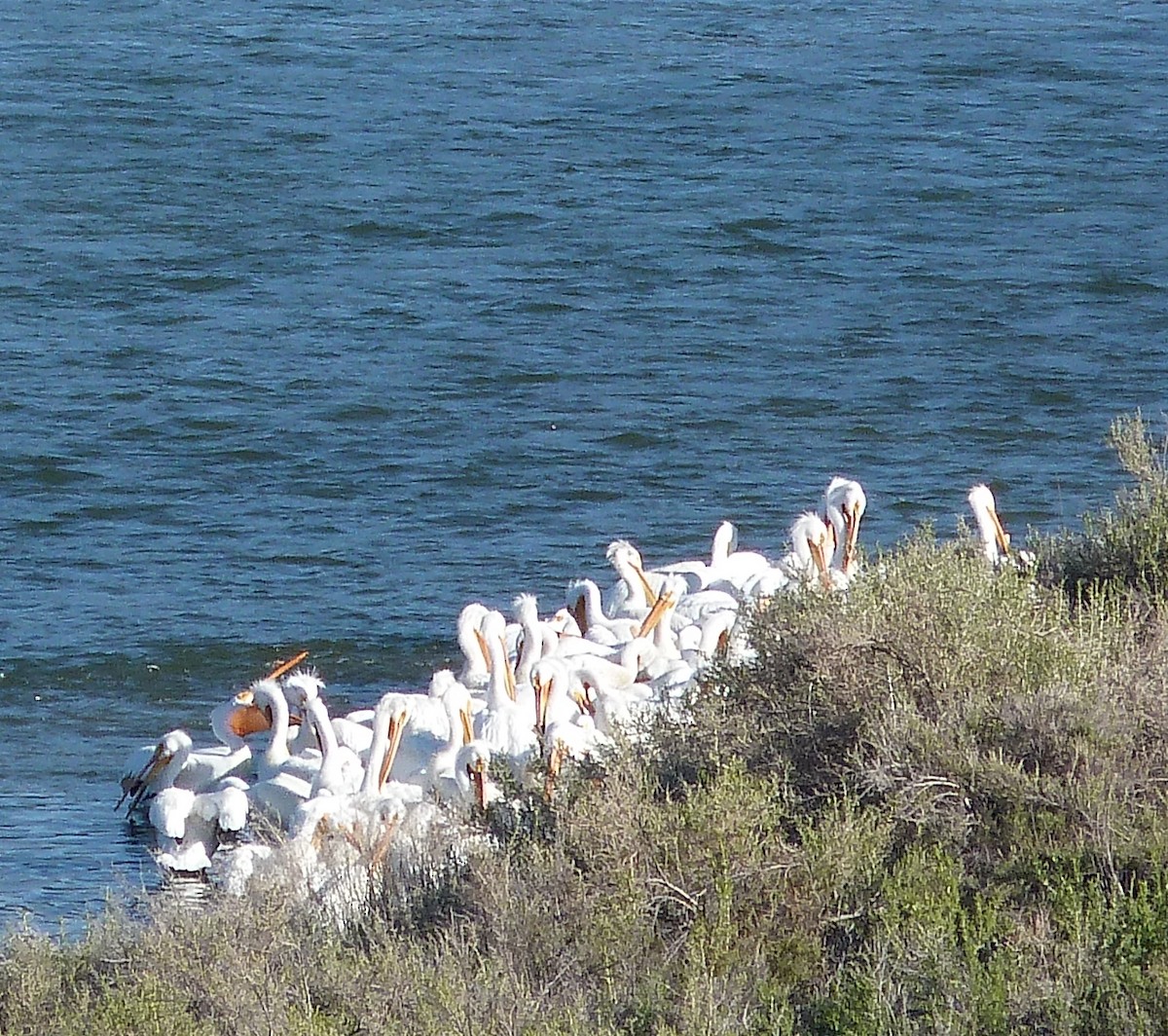 pelikán severoamerický - ML618835607