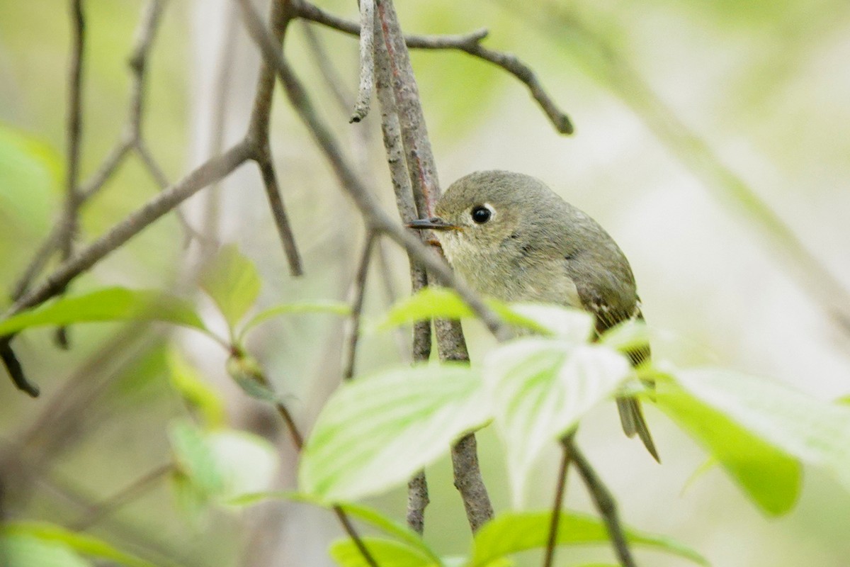 Ruby-crowned Kinglet - Louise Courtemanche 🦅