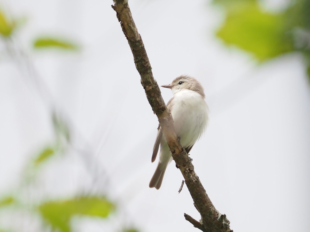 Warbling Vireo - ML618835619