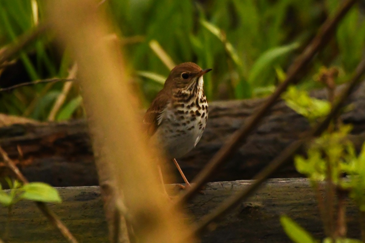 Hermit Thrush - Penguin Iceberg