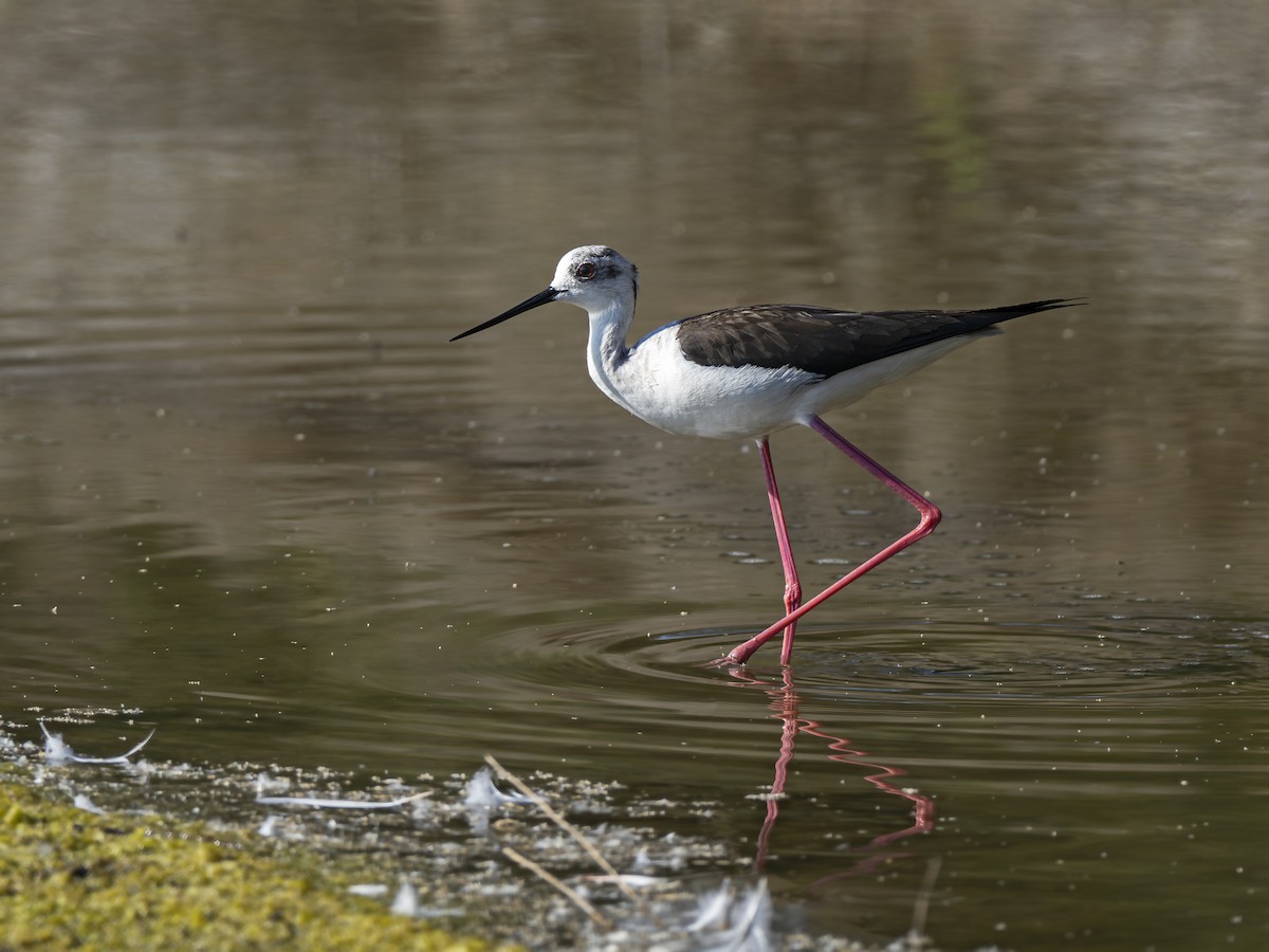 Black-winged Stilt - Radek Papranec