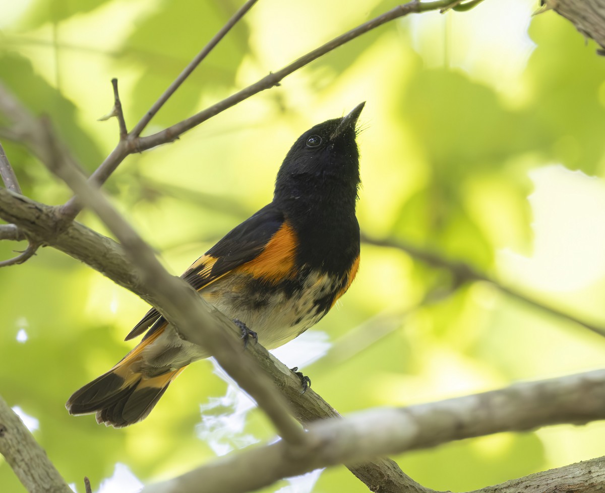 American Redstart - barbara taylor