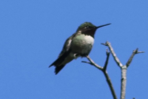 Ruby-throated Hummingbird - Vikas Madhav Nagarajan
