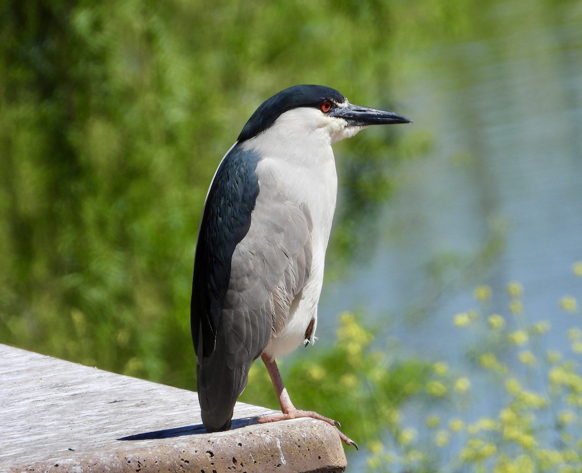 Black-crowned Night Heron - Cathie Canepa