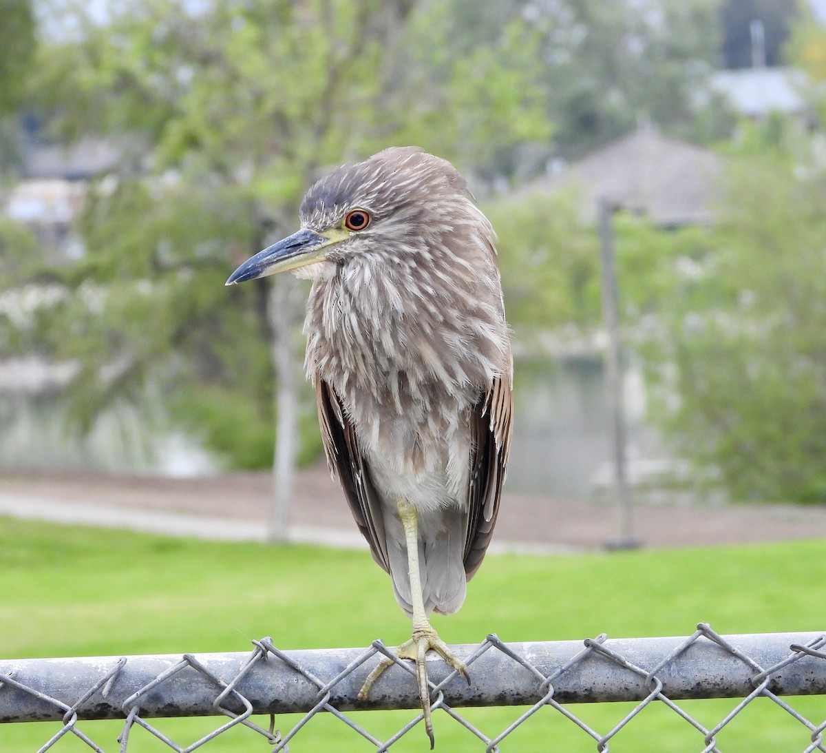 Black-crowned Night Heron - Cathie Canepa