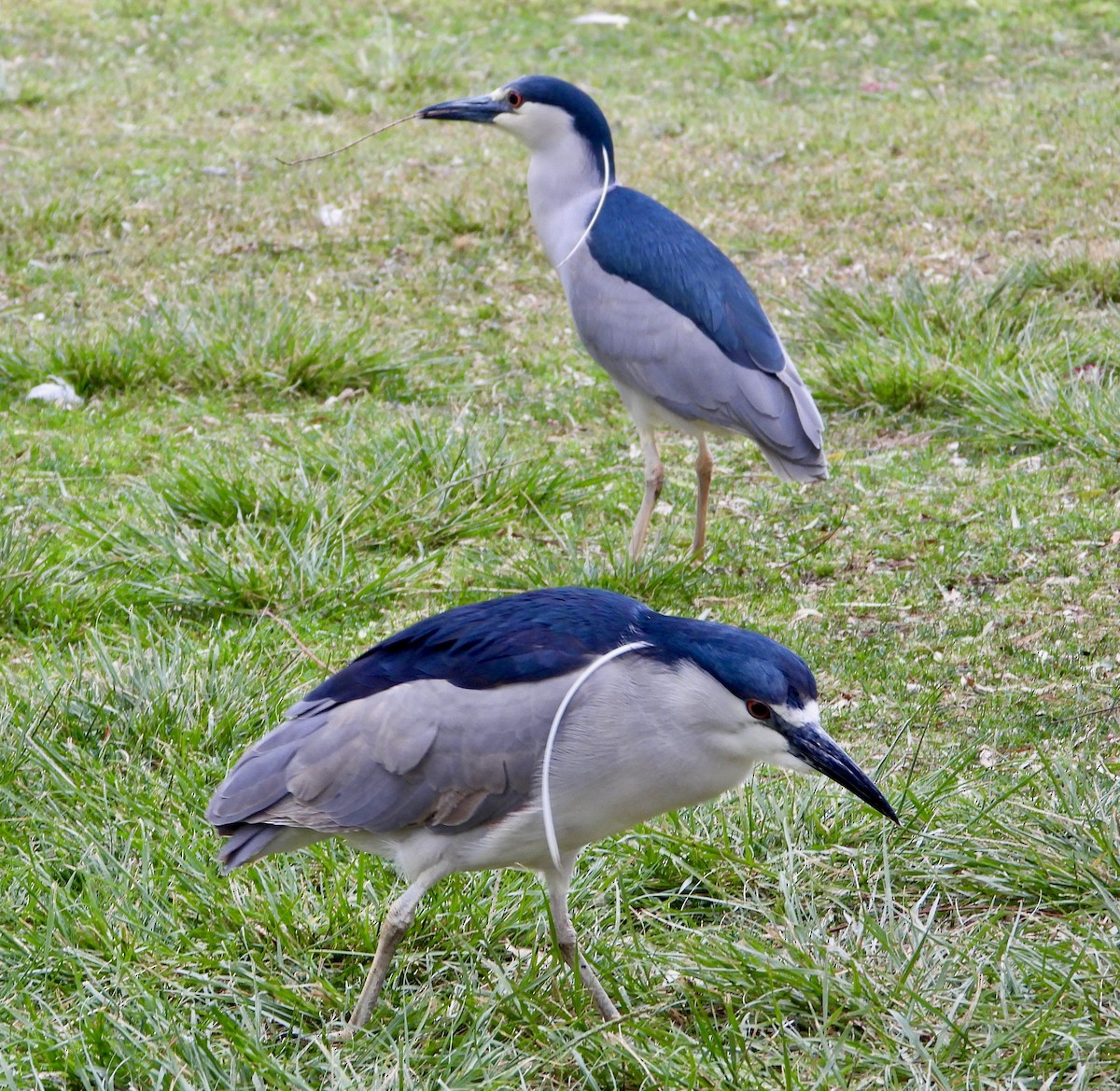 Black-crowned Night Heron - Cathie Canepa